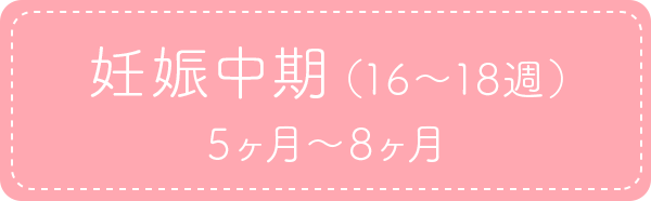 妊娠中期（16～18週）5ヶ月～8ヶ月